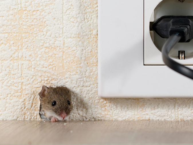 Where Do Mice Hide Inside Homes?