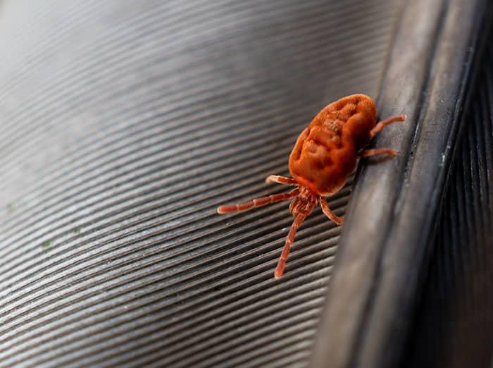 How To Get Rid Of Those Tiny Red Bugs This Fall