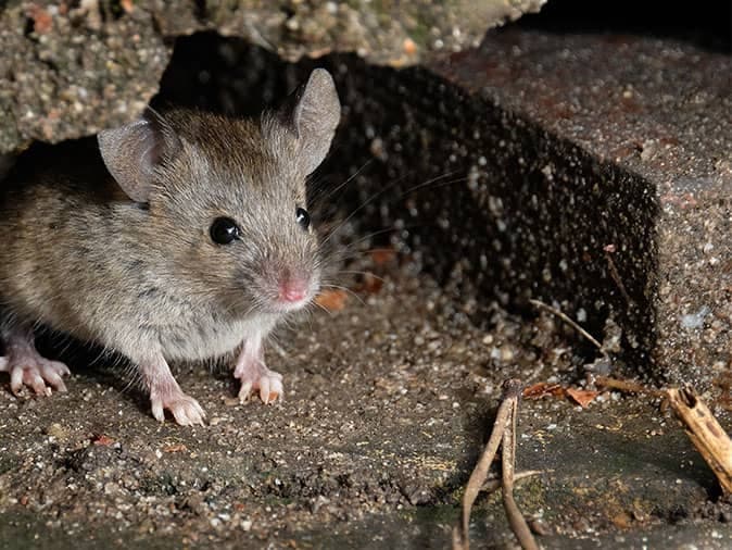 Mice In The Crawl Space
