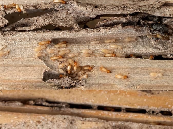 Termites Can Be A Year-Round Threat In Colorado